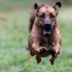 Thai Ridgeback es una raza canina antigua originaria de **Tailandia**.