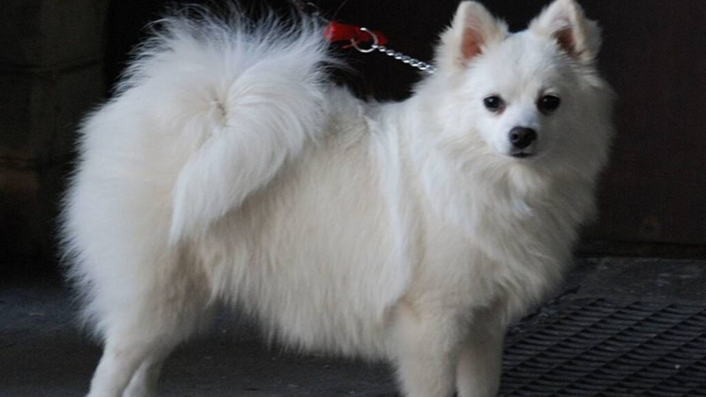 El Volpino Italiano es una raza canina antigua originaria de Italia, con una historia que se remonta a varios siglos.