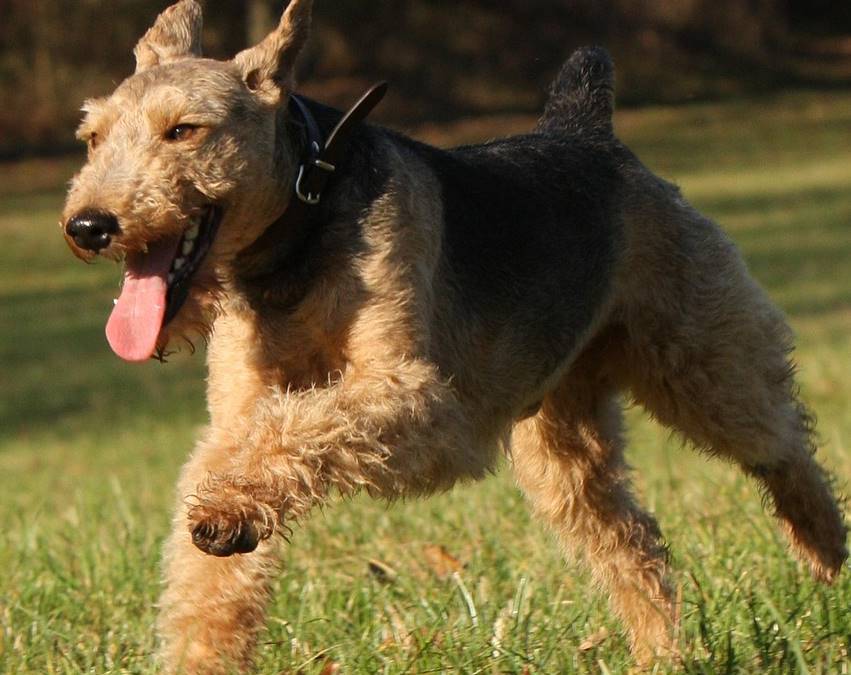 Se desarrolló como un perro de caza versátil, especializado en perseguir zorros, tejones y nutrias, gracias a su valentía y agilidad.