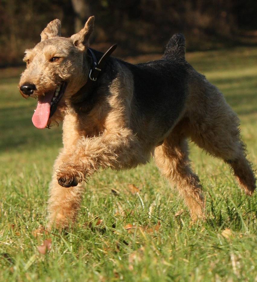 Se cree que desciende de perros de caza celtas que habitaban la región hace más de 1,000 años.