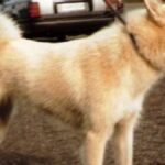 La Laika de Siberia Occidental se destacaba entre la nieve y el hielo por su resistencia y lealtad.