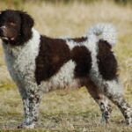 Su nombre significa “perro de agua” en frisón, reflejando su afinidad por el medio acuático.