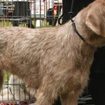 Es una raza relativamente joven, desarrollada en Eslovaquia después de la Segunda Guerra Mundial.