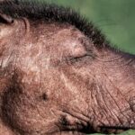 También conocido como Xolo o perro azteca, tiene una historia fascinante que se remonta a más de 3,000 años en Mesoamérica.