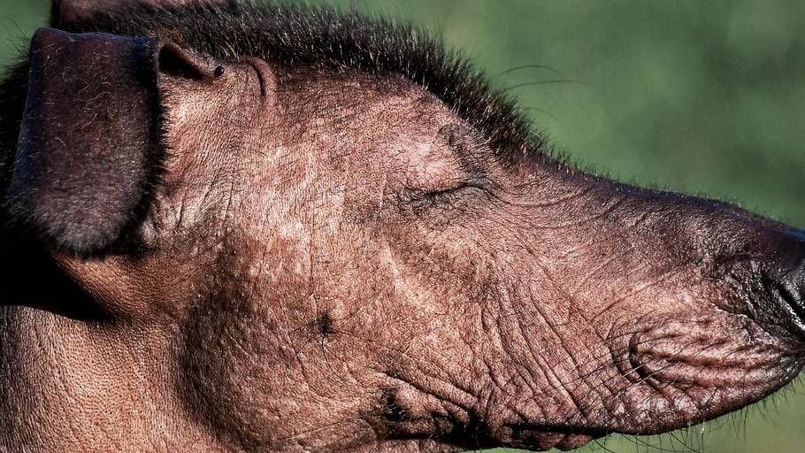 También conocido como Xolo o perro azteca, tiene una historia fascinante que se remonta a más de 3,000 años en Mesoamérica.
