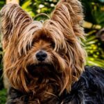El Yorkshire Terrier, o Yorkie, es una raza originaria de Inglaterra, específicamente de la región de Yorkshire, de donde toma su nombre.