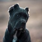bandog mordida psi, 10 perros con la mordida más fuerte