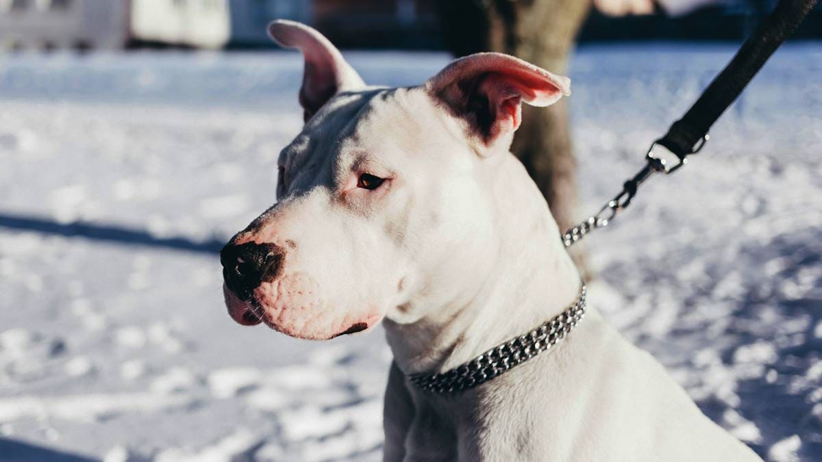 Los 10 perros con la mordida más fuerte: ¿Sabes cuáles son? 2025