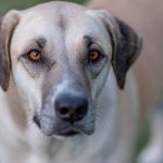 kangal mordida psi, 10 perros con la mordida más fuerte