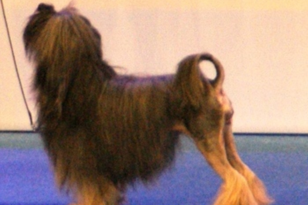 Lowchen Perro Lowchen (Pequeño Perro León) 2026