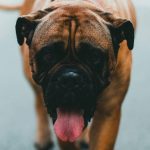 mastín inglés mordida psi, 10 perros con la mordida más fuerte