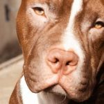 pitbull terrier mordida psi, 10 perros con la mordida más fuerte