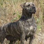 Presa canario mordida psi, 10 perros con la mordida más fuerte